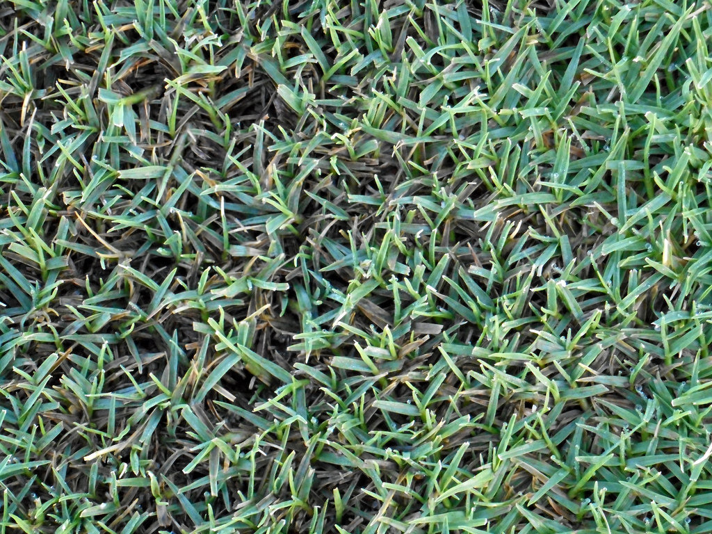 How to care for bermuda grass in north texas