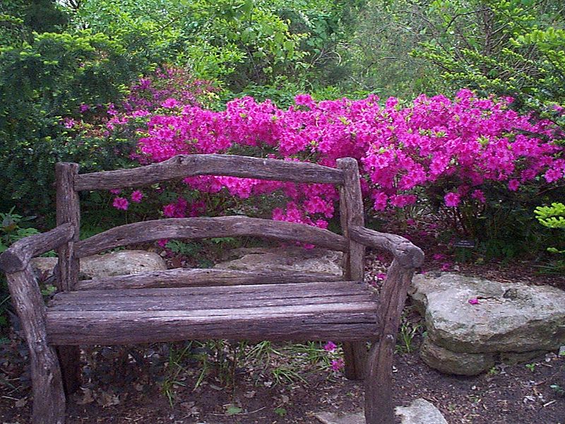 Natural wood bench in front of pink/purple flowers