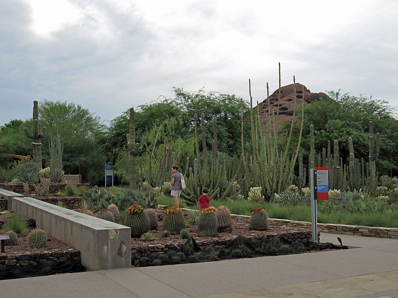 A woman and child walking among tall cacti