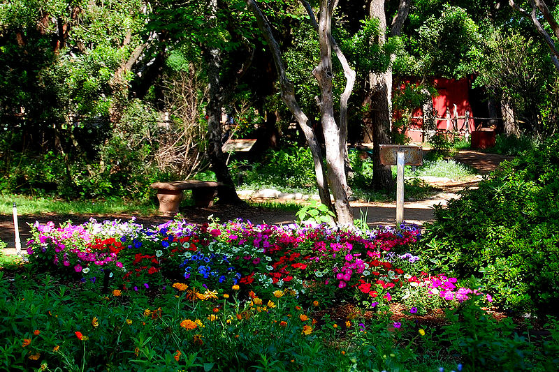 Colorful flowers near a path