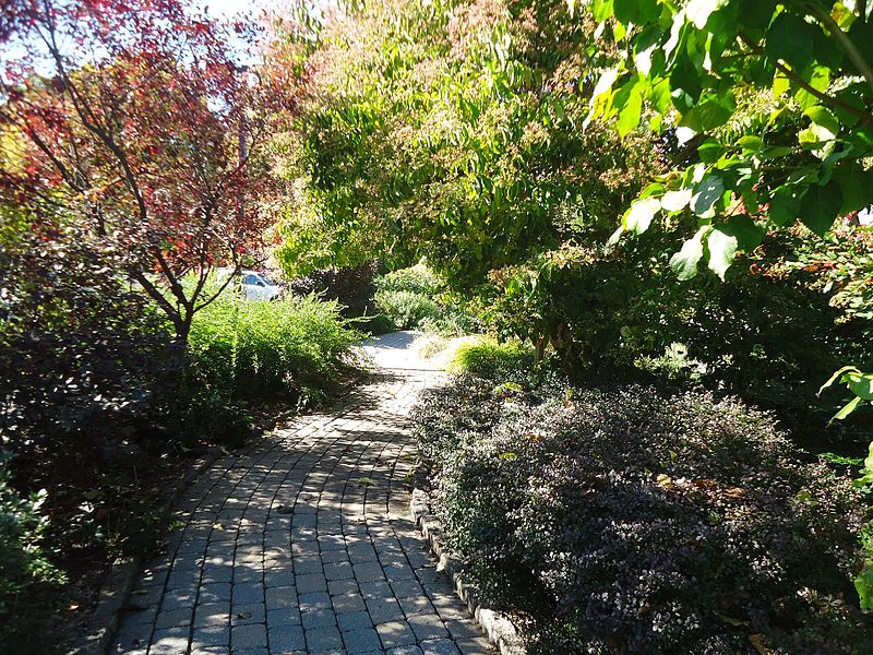 Shaded pathway through tall trees and plants