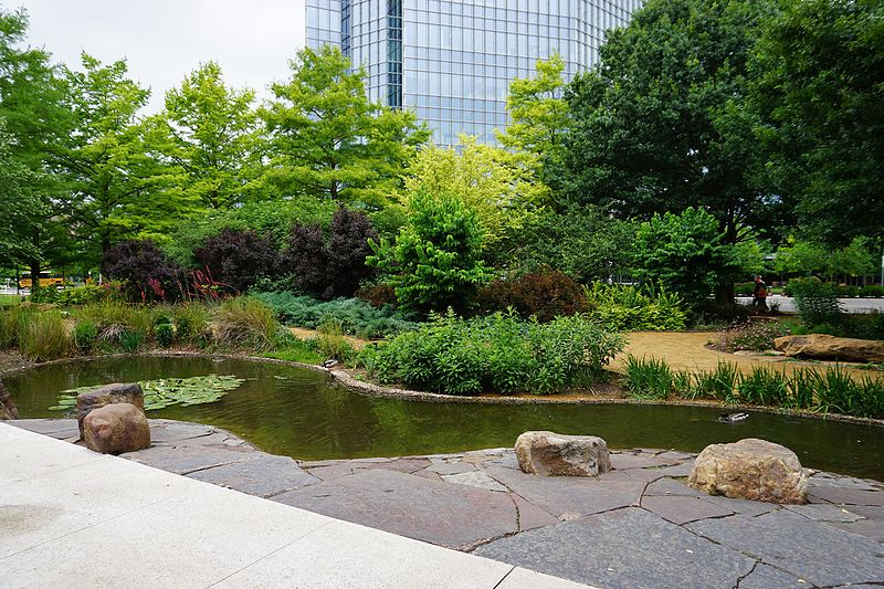 Pond with lily pads