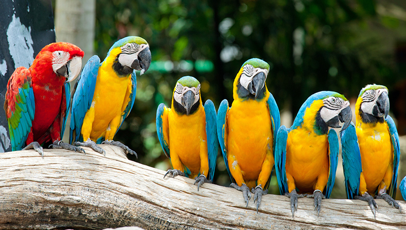Six colorful parrots standing on a branch