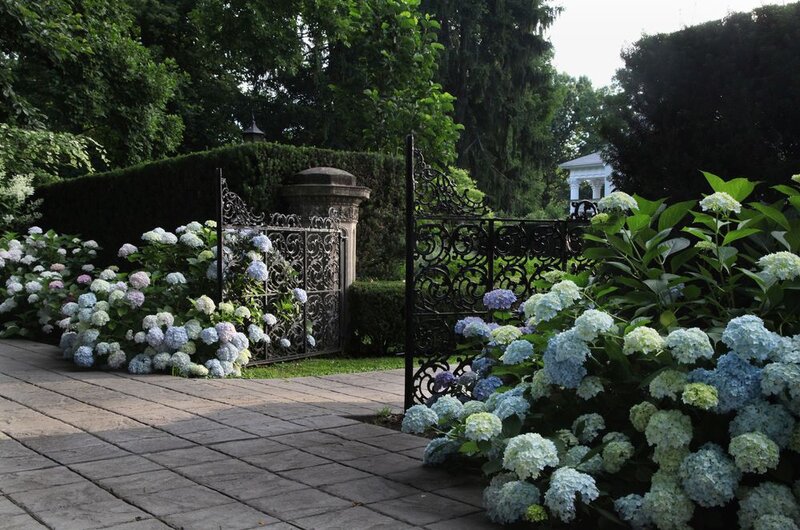 Multi-colored hydrangeas around an open iron gate