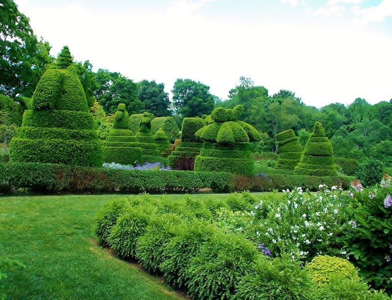 Ornately trimmed topiary
