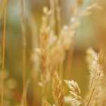 How Much Does Lawn Dethatching Cost in 2023?