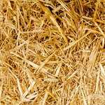 5 Common Lawn Diseases in Tampa, Florida