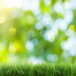 Lawn Care Service Prices 101 – Fairfax County