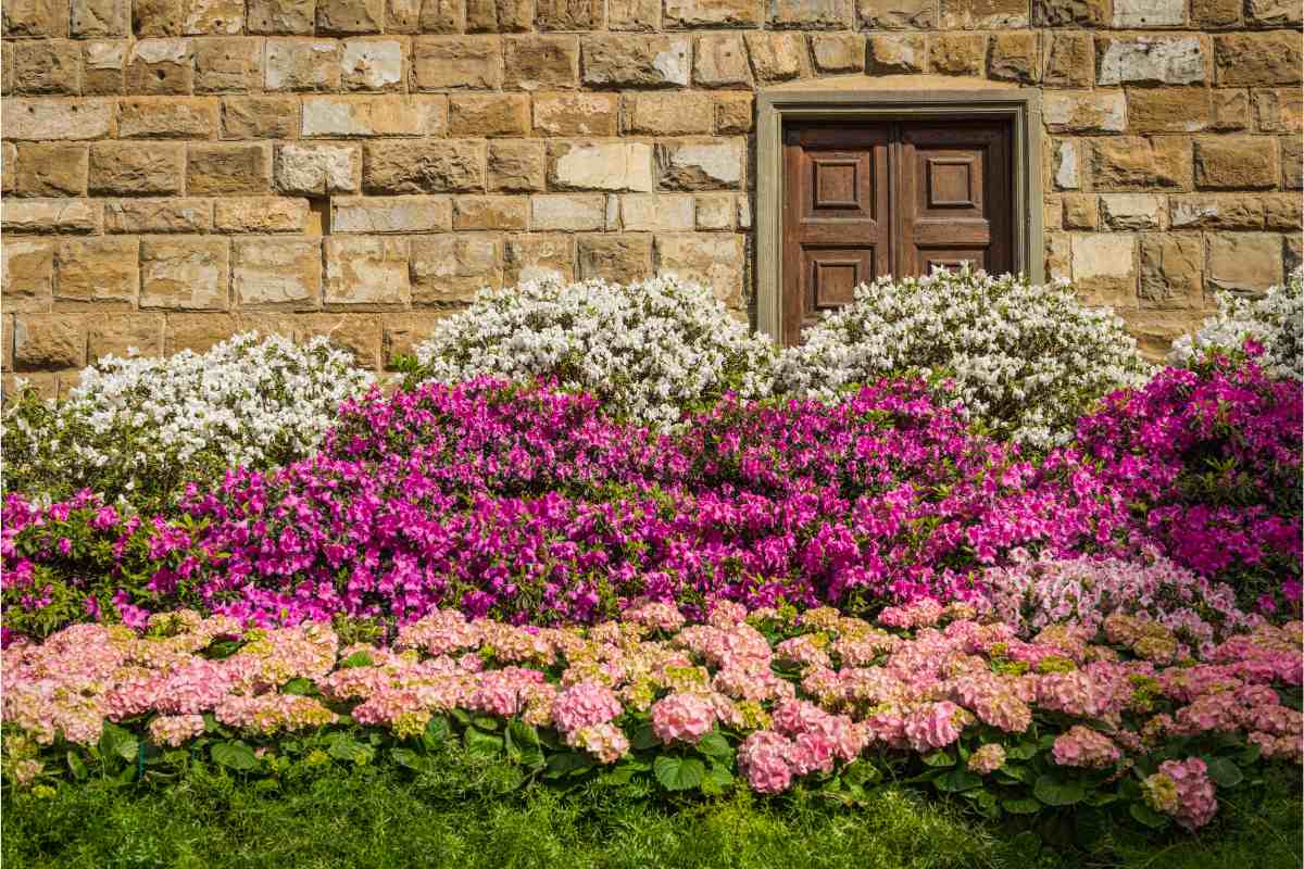 red and pink flowerbed