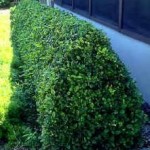 6 Affordable Ways to Make Your Flowerbed Pop