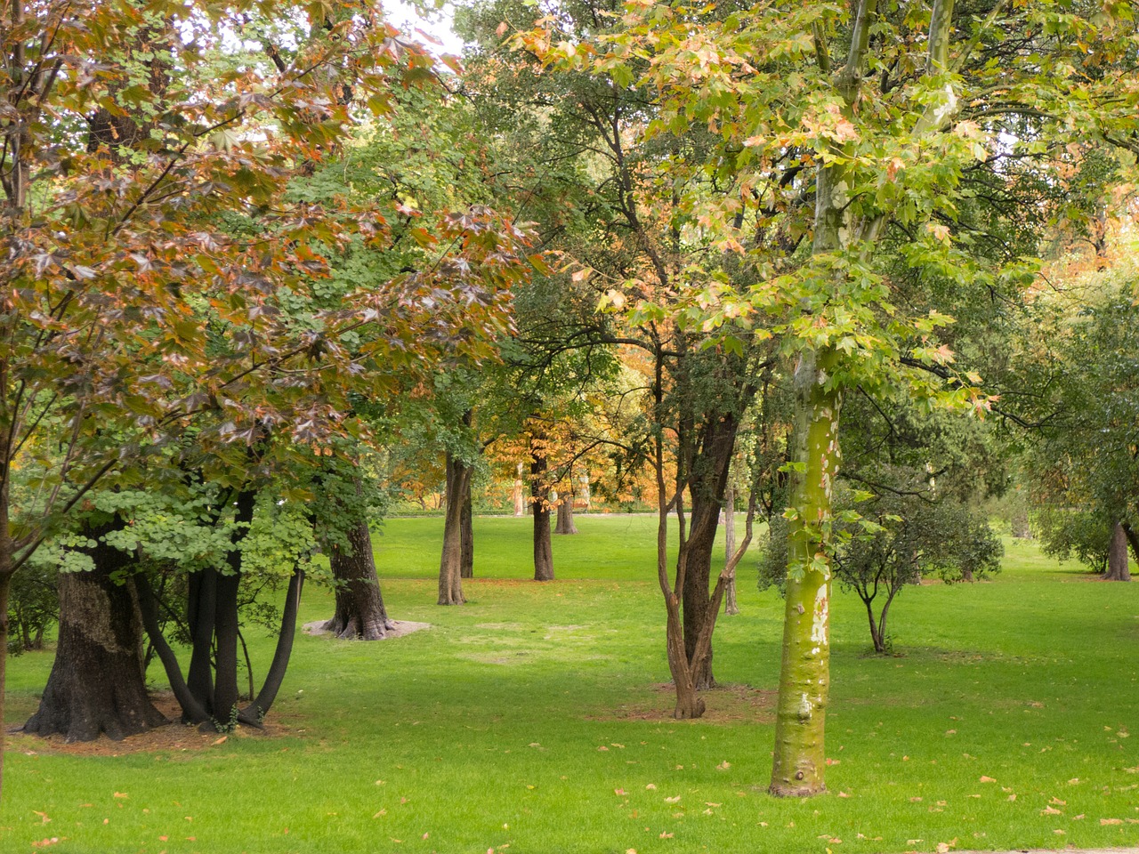 autumn leaf removal