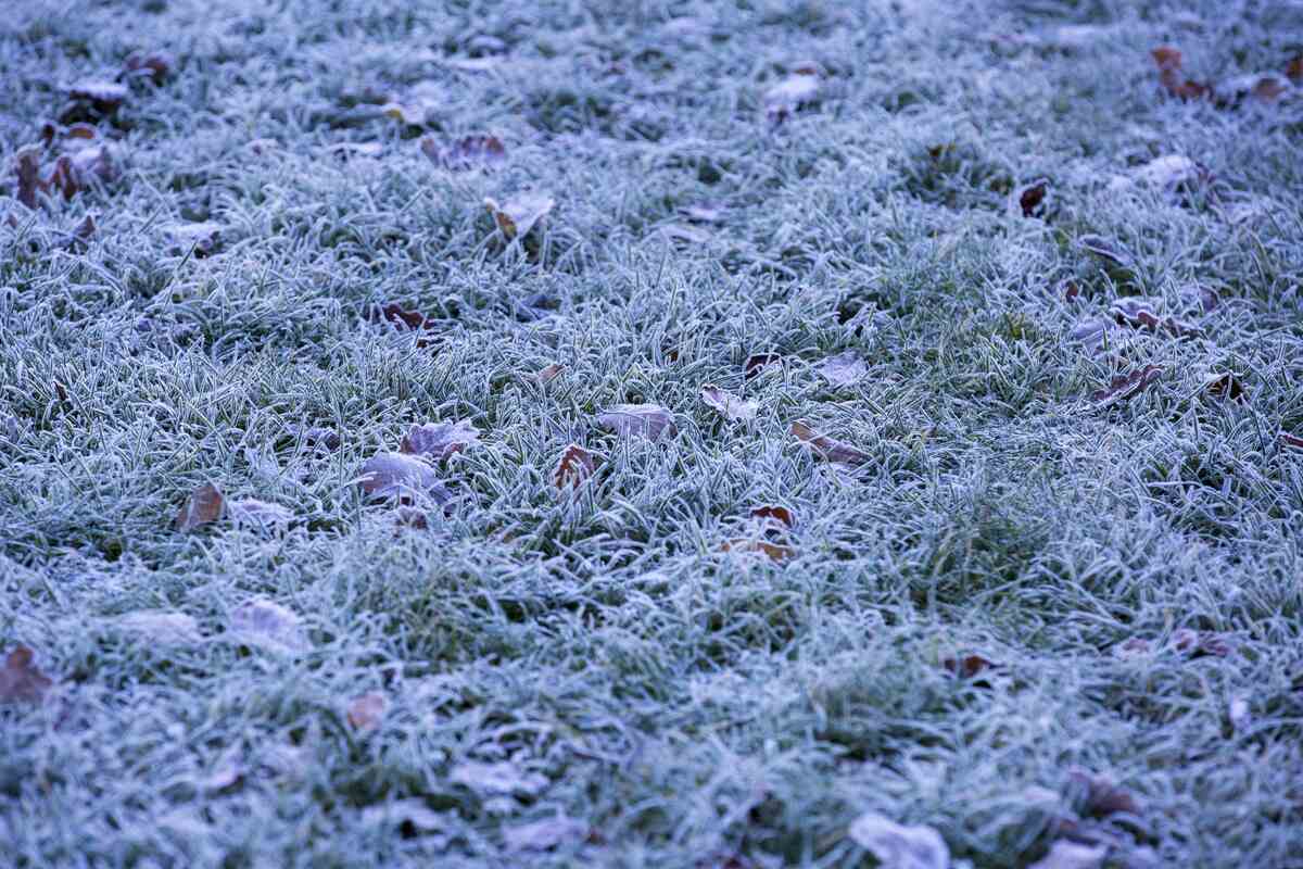 picture of white frozen grass in a lawn