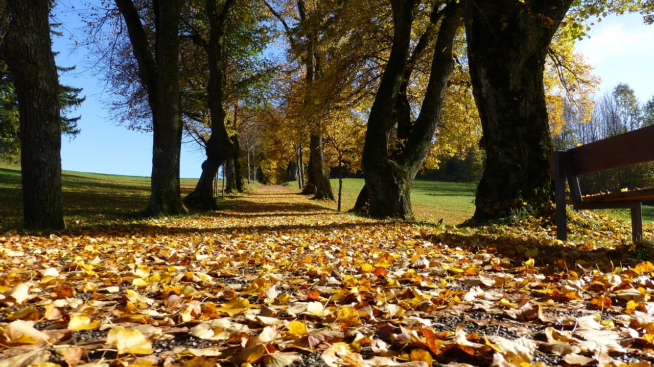 dried leaves in a lawn