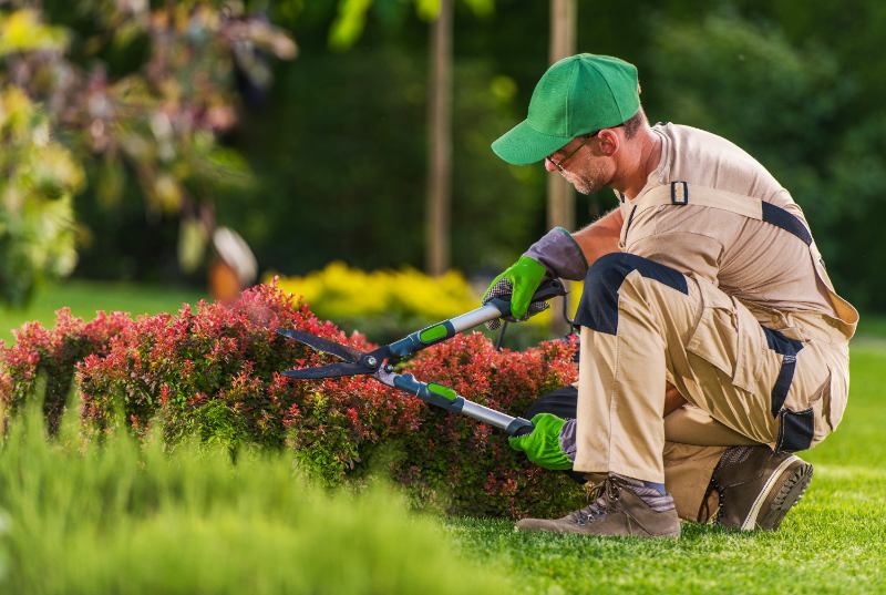  Gardener kneeling on grass while trimming a red hedge with large shears in a lush, carefully maintained residential garden.