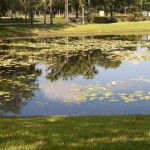 Winter Lawn Care in Orlando