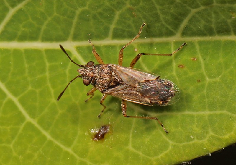 closeup of chinch bug sitting on a green leaf