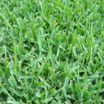 Which Type Of Grass Should I Plant In Orlando?