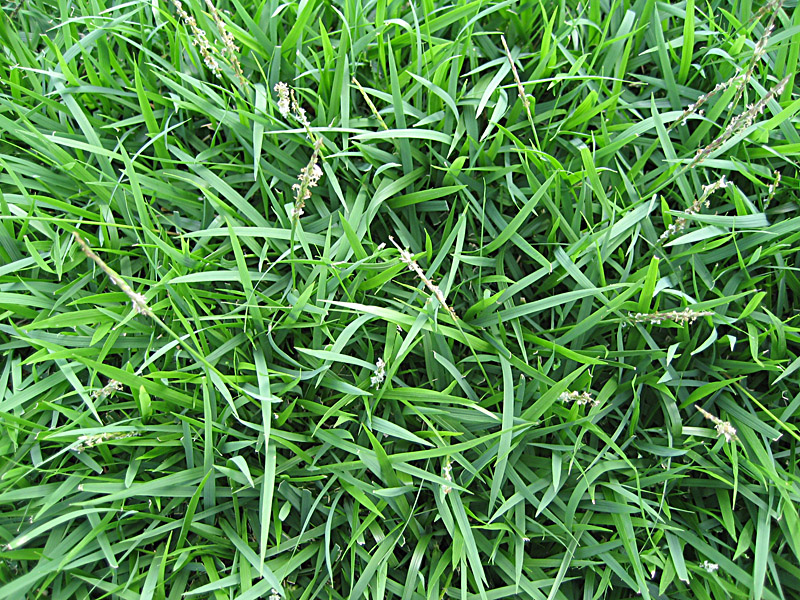 Common Grass Types for Lawns in St. Louis, MO - Lawnstarter