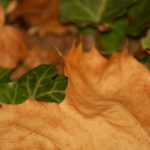 What To Do About Leaf Removal In Orlando