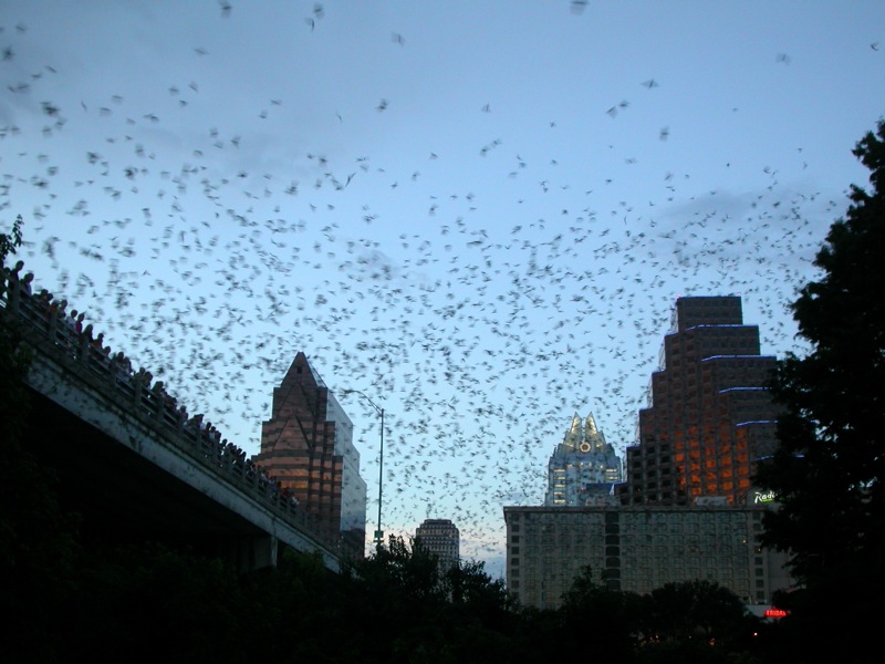 austin-tx-bats