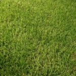 Which Type of Grass Should I Plant in Austin?