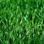 4 Best Grass Types for Austin