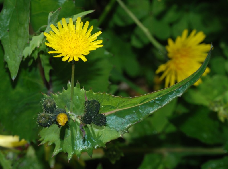 Annual sow thistle with spiky leaves and yellow flowers, often mistaken for dandelions in lawns. 