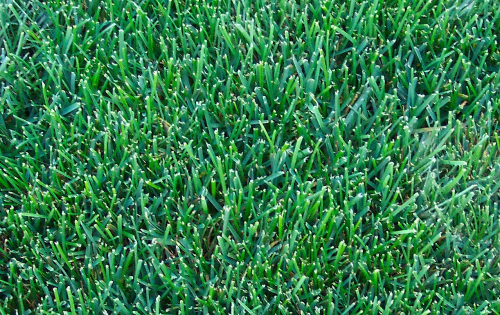 How To Identify Northern Virginia Grass Types
