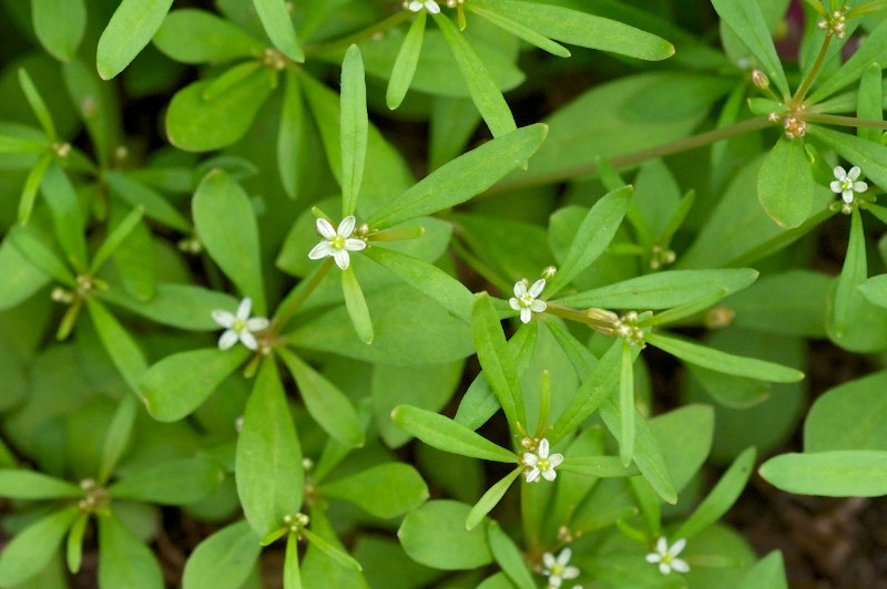 Carpetweed with small white flowers and clustered green leaves forming a dense mat in bare soil. 