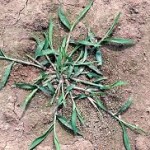 6 Common Weeds in the DC Area