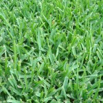 How to Identify Austin Grass Types