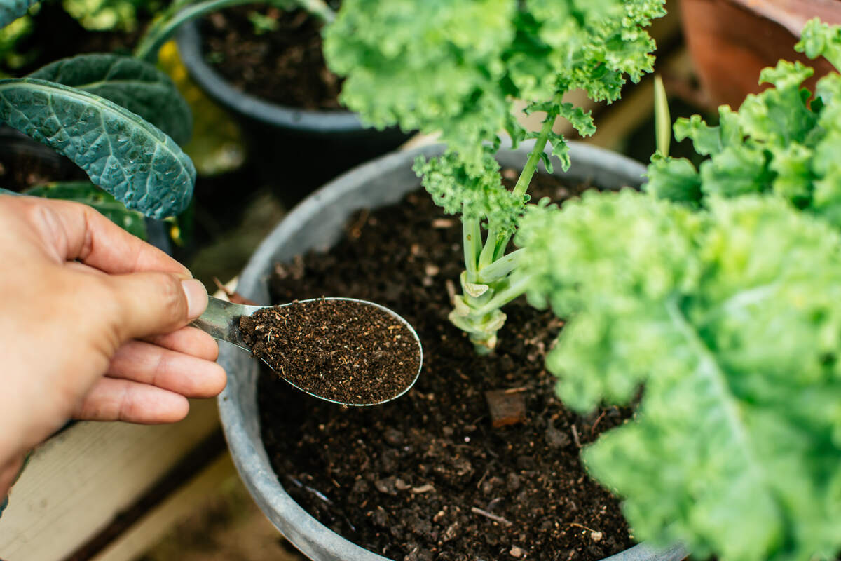 Man's hand is sowing organic fertilizer for plants by spoon