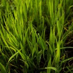 How to Identify Northern Virginia Grass Types