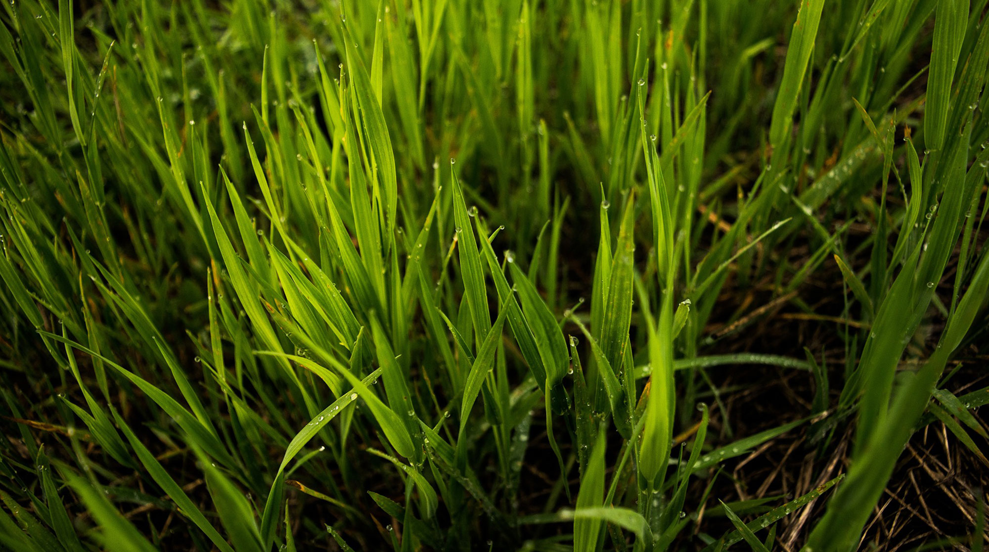 Northern Virginia Grass Types