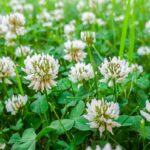 closeup of a white clover field