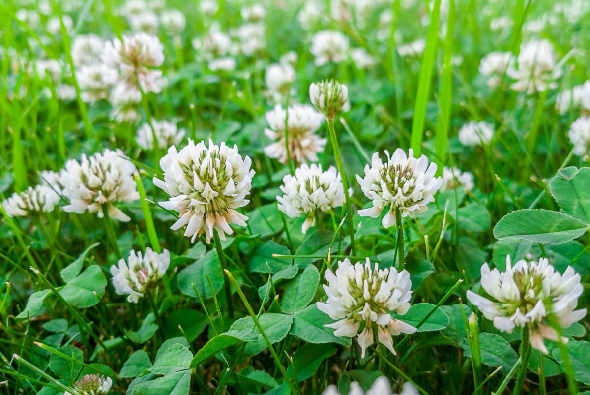 closeup of a white clover field