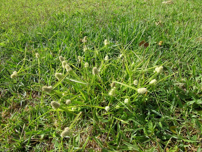 weed in lawn