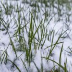 How to repair winter’s damage to your lawn