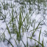 Winter Lawn Care Guide for Dallas, TX