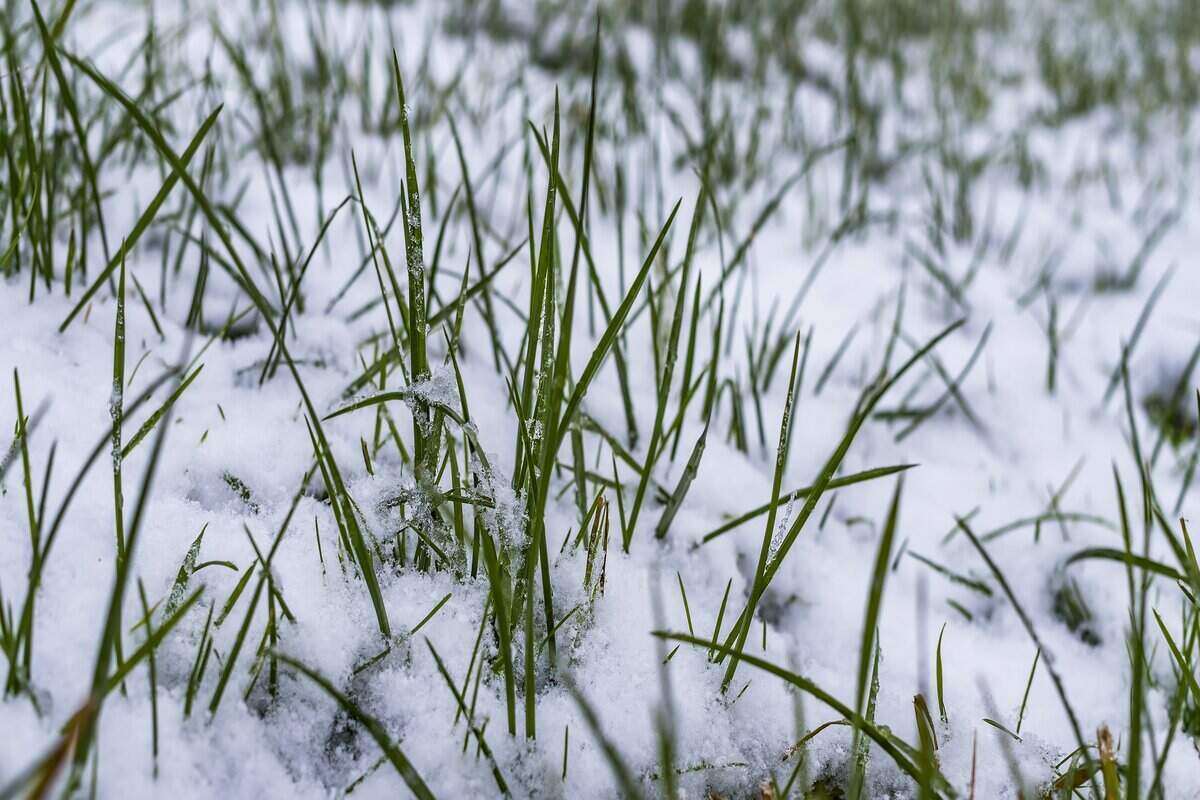 Snow on Grass