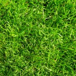 What are the best grass types for Dallas, TX lawns?