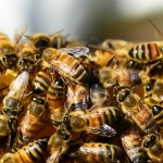 21 Buzzworthy Facts About Bees [Infographic]