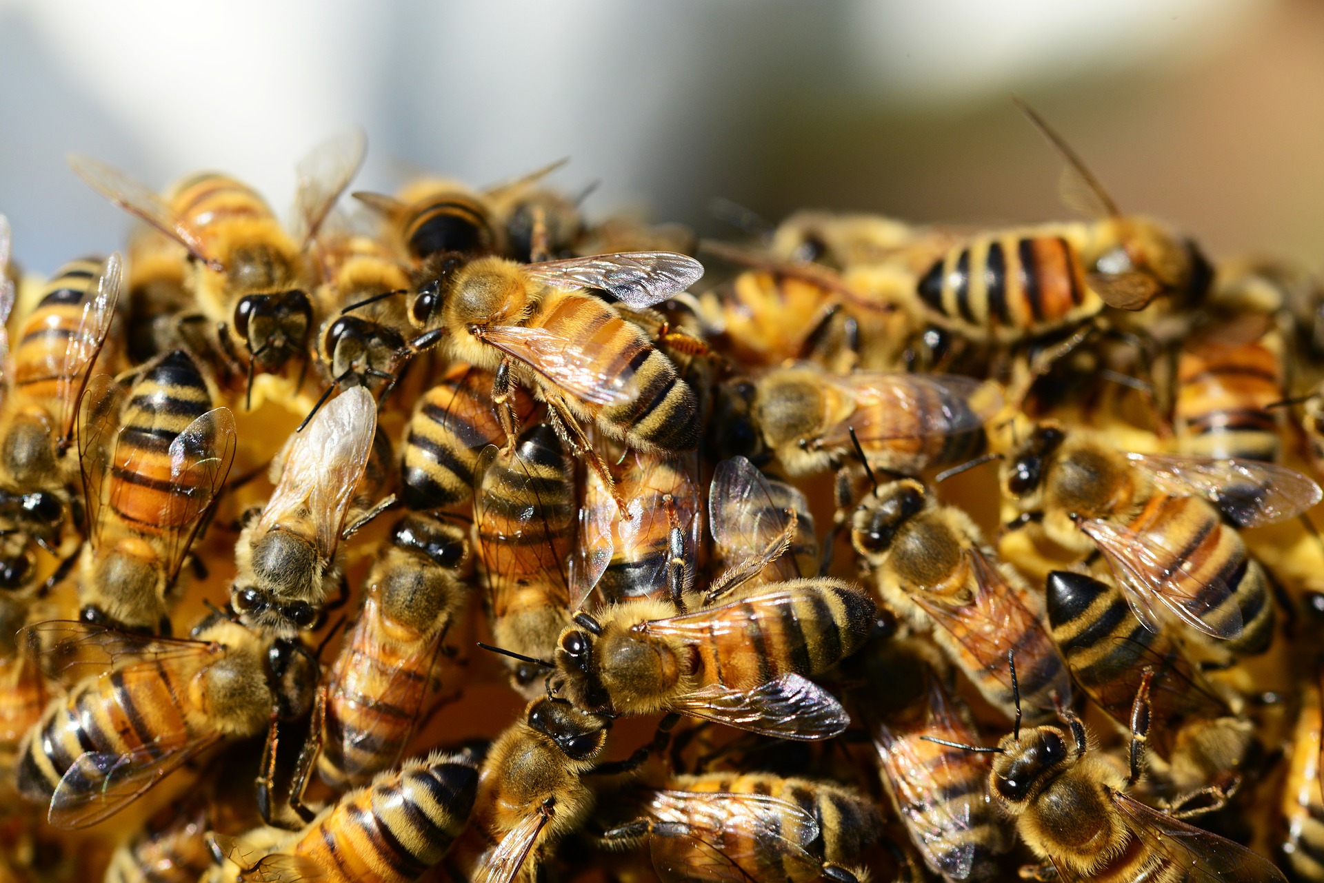 21 Buzzworthy Facts About Bees