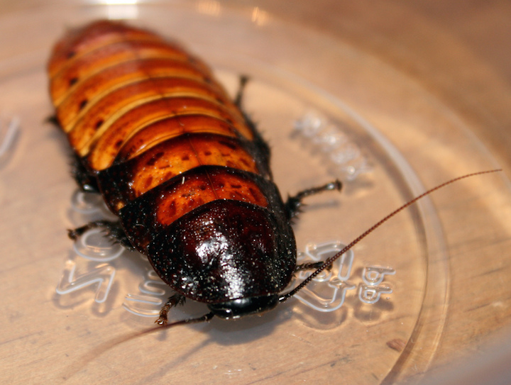 Austin cockroach