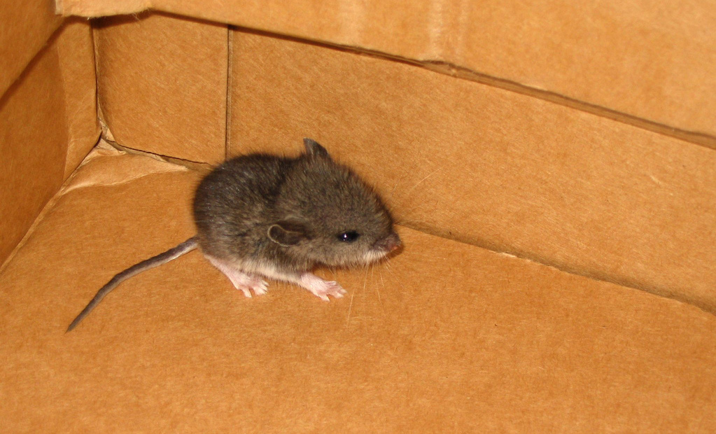 mouse