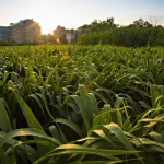 Holy Crap! The 17 States Where Farmers Are Really Fond of Manure