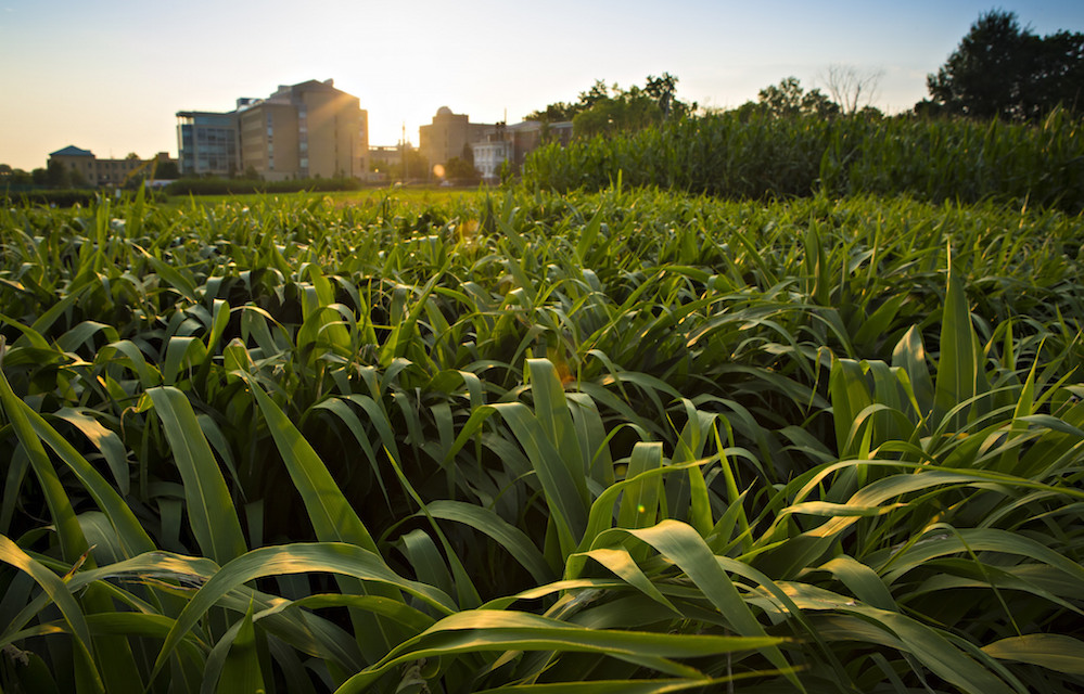 farm field