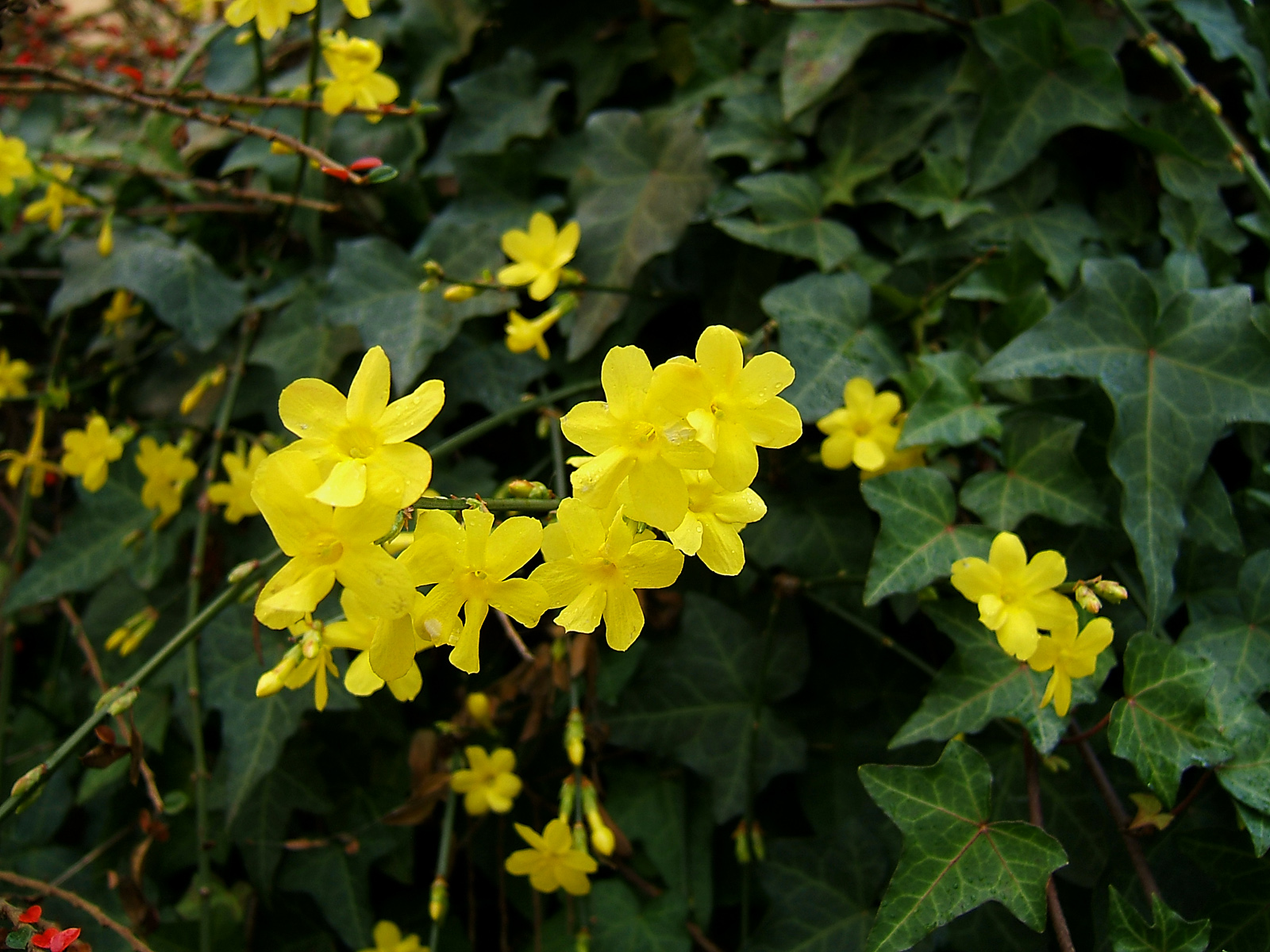 Winter Is Coming The 5 Best Flowers For Lawnstarter Panies Are Hardy Plants Ideal For North Texas Winters