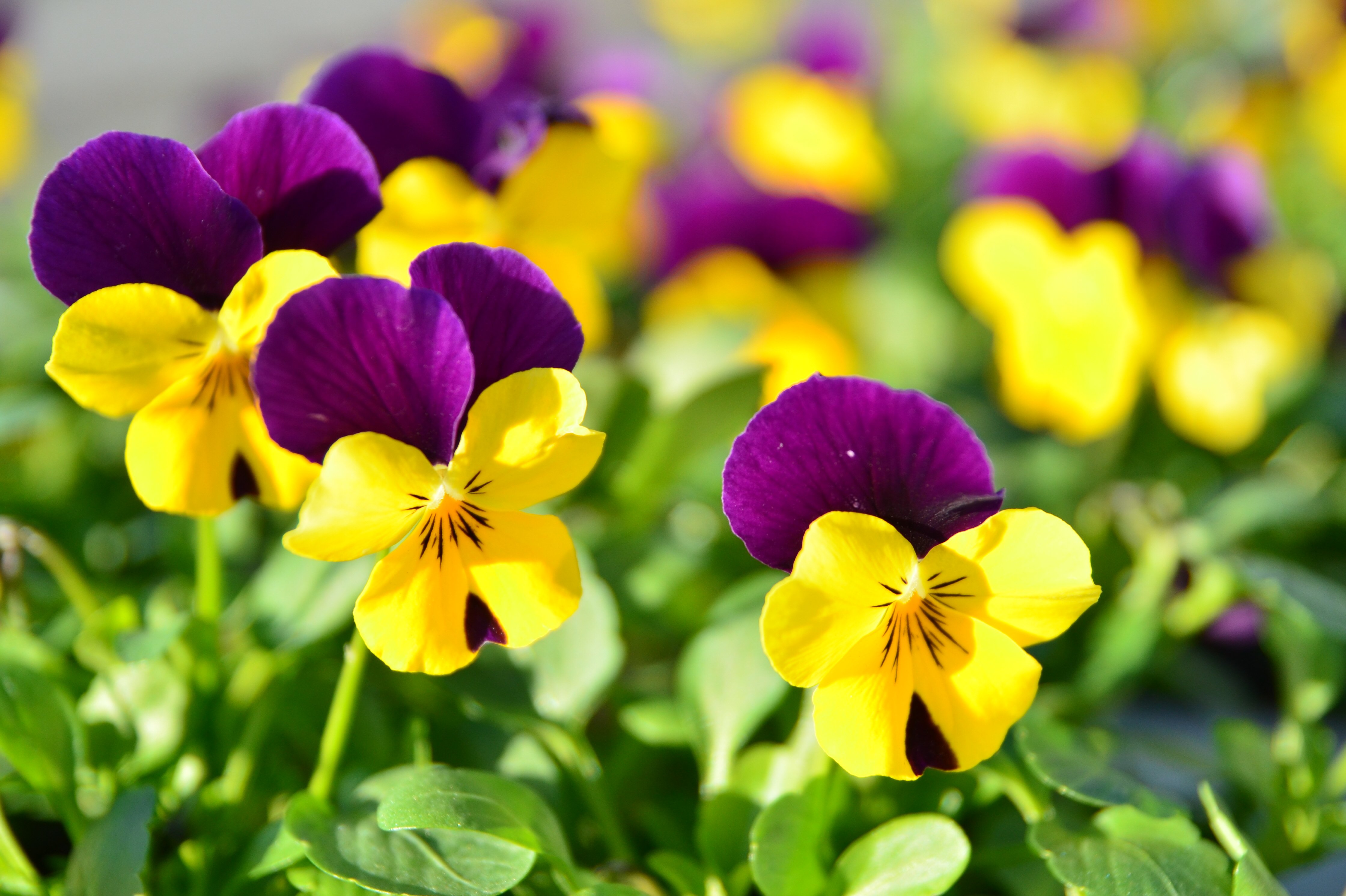 Spring Flowers Free Stock Photo - Public Domain Pictures