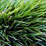 5 Popular Grass Types in Nashville, TN